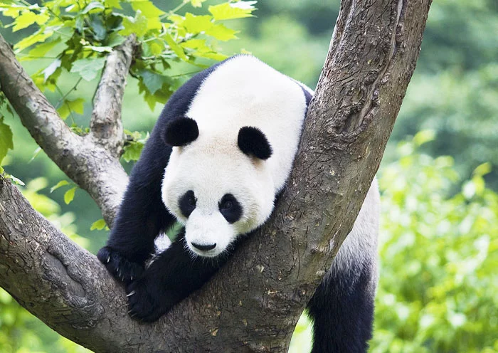 Chengdu Panda Morning & Tea Rest gallery 6